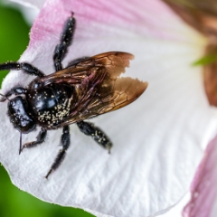 Big giant bug on flower