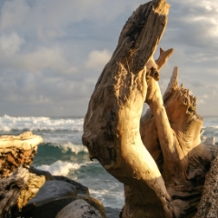 Driftwood on beach