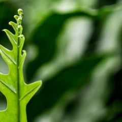 Fern leaf