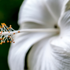 White flower with stamen