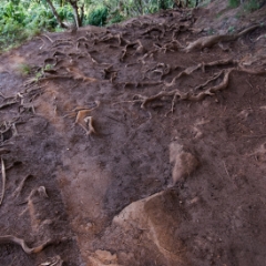 Many roots on the trail made it difficult