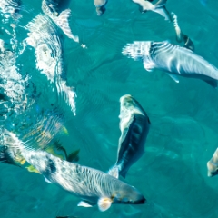 Fish off Kauai coast