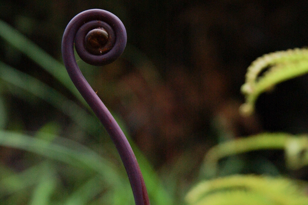 Kona, Hawaii photograph. This fern is on his way!