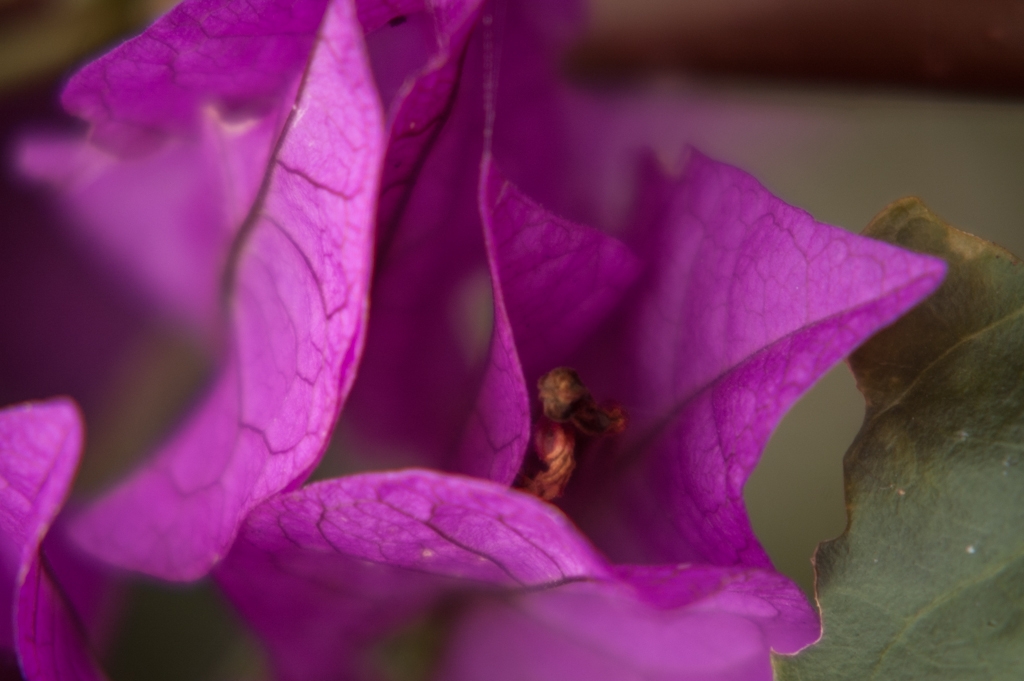 Kona, Hawaii photograph. Plants and flowers were everywhere on Kona. Most of them were invasive.