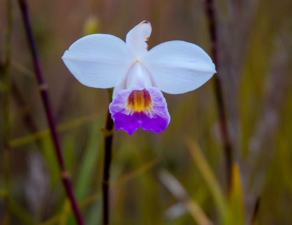 Kona, Hawaii photograph. 