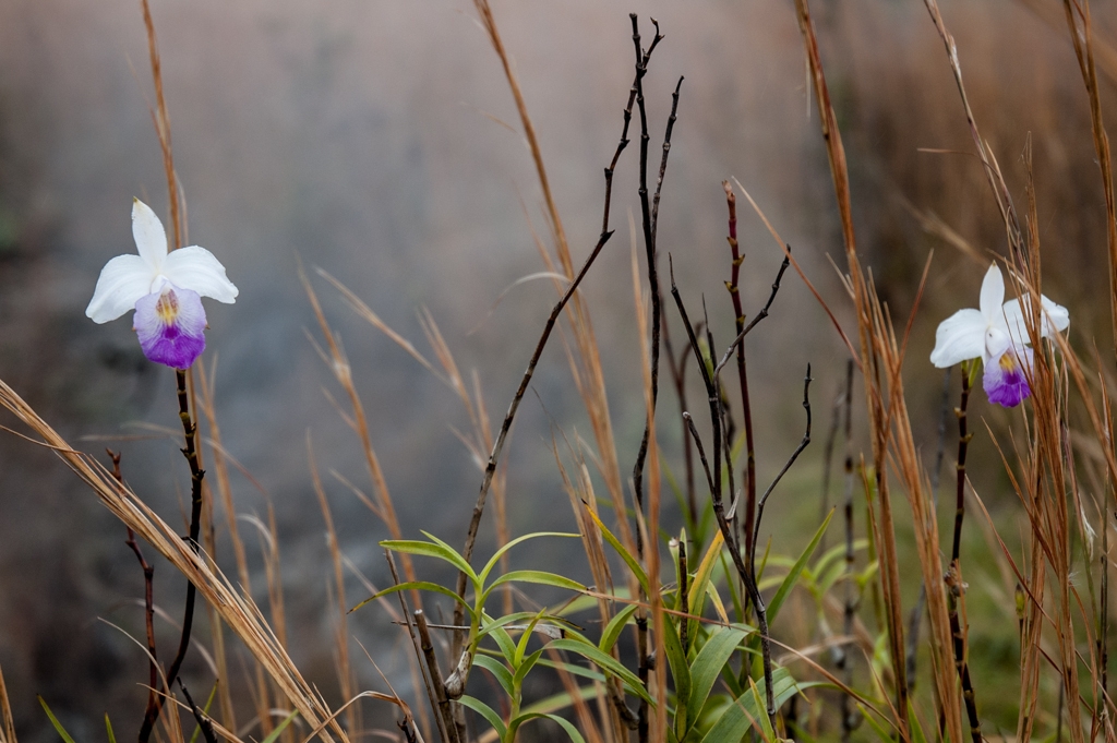 Kona, Hawaii photograph. That's geothermal steam behind these flowers.