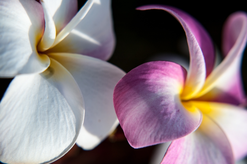 Kona, Hawaii photograph. 