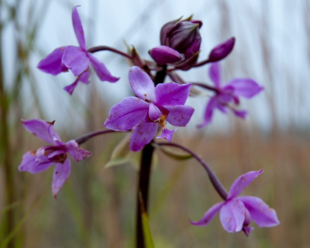 Kona, Hawaii photograph. 