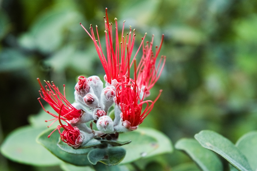 Kona, Hawaii photograph. These flowers were all over the place.