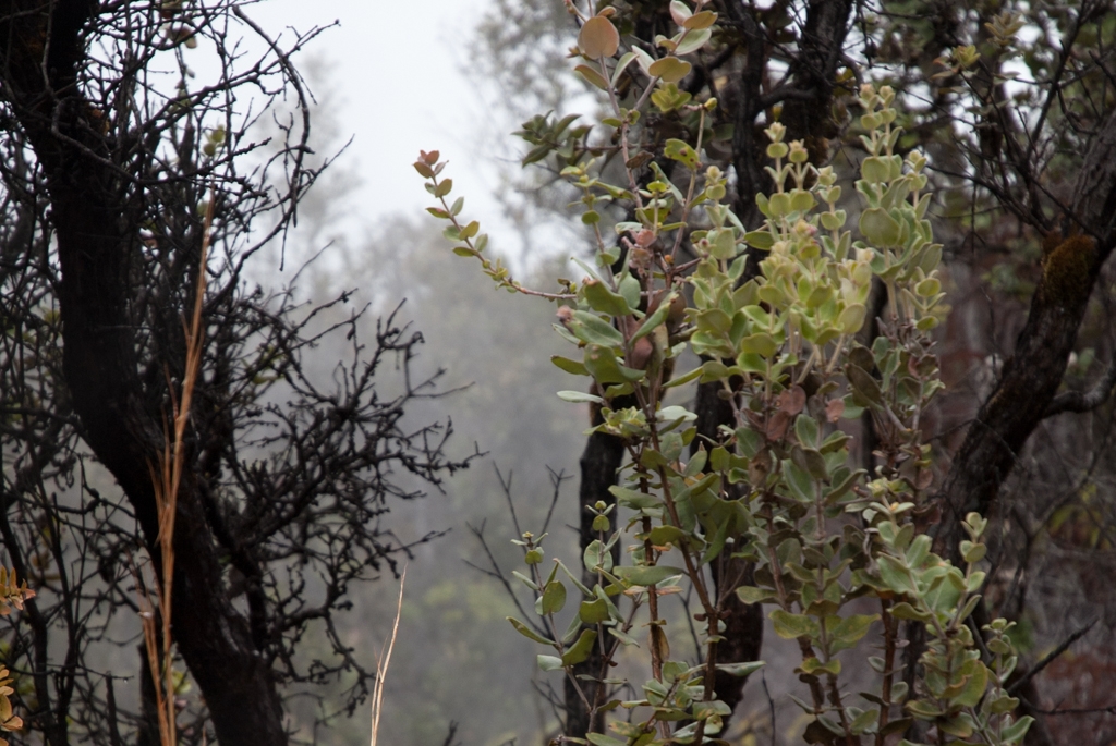 Kona, Hawaii photograph. 