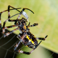 Banana Spider with lunch