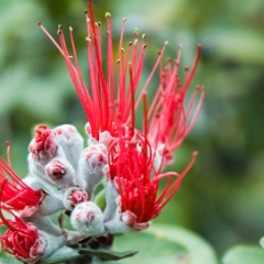 Red flower with green leaves