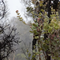 Steam and trees at Hawaii Volcanoes National Park