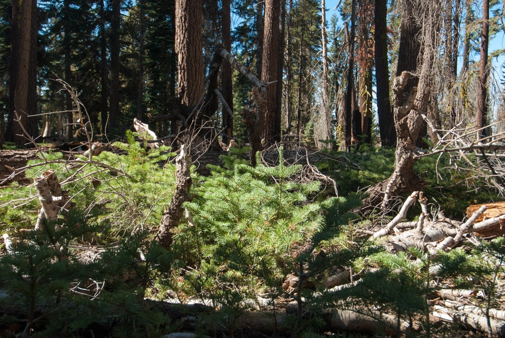 Little Baldy, California photograph. View from the ground