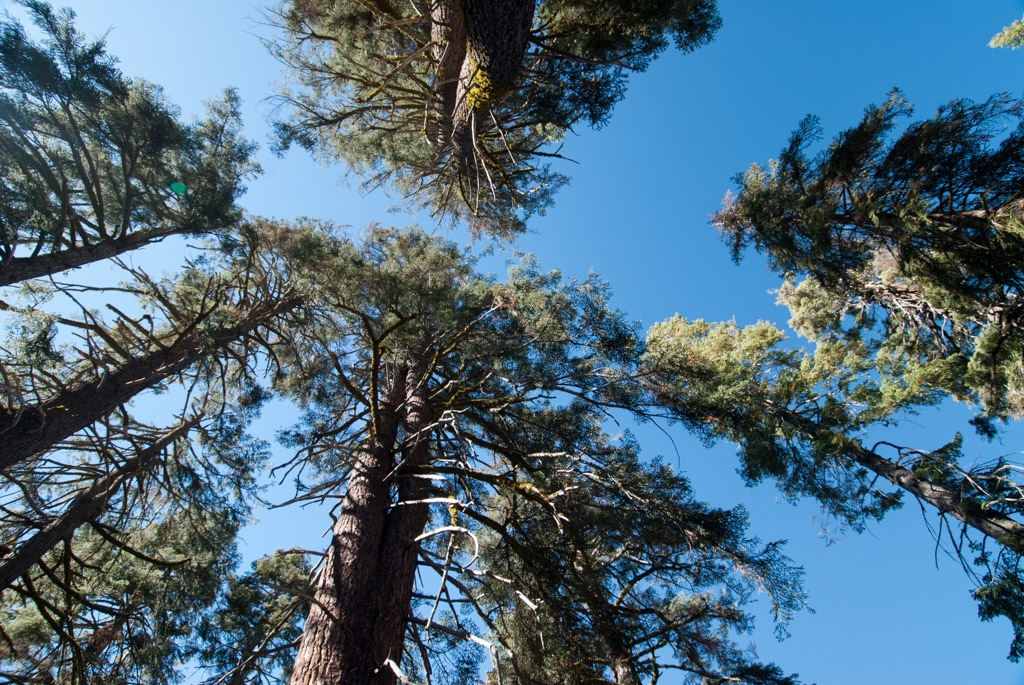 Little Baldy, California photograph. View to the sky
