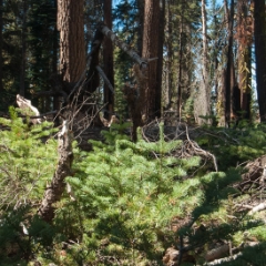 Fallen trees