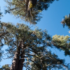 Little Baldy, California