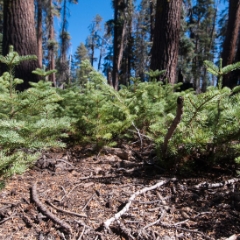 New tree growth