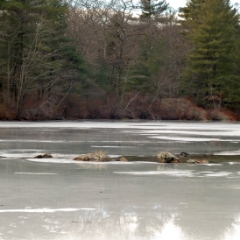 Icy pond