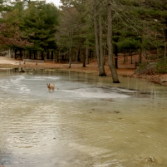 Little dog on ice