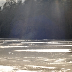 Sunbeams over woods