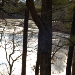 Trees in front of ice