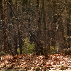 Trees near road