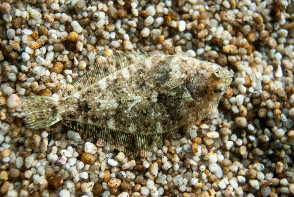 Monterey Bay Aquarium, California photograph. It's amazing how this guy blends in. Also both his eyes are on the same side of his body.