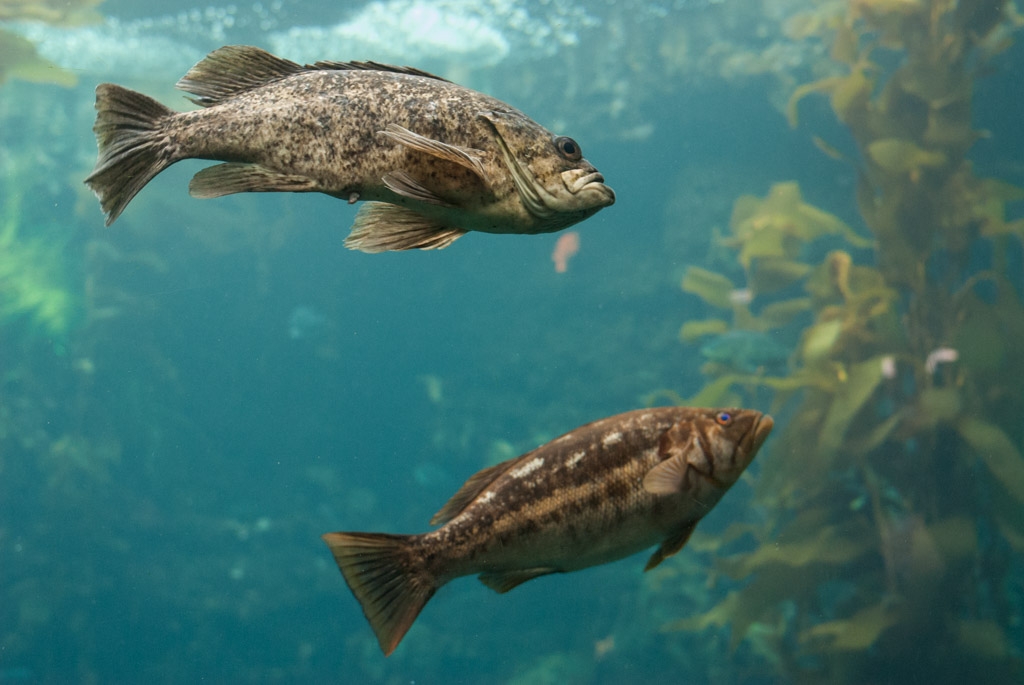 Monterey Bay Aquarium, California photograph. Fish at Monterey Bay Aquarium
