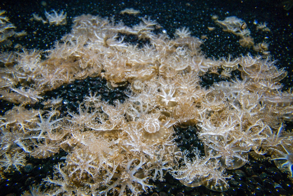 Monterey Bay Aquarium, California photograph. 