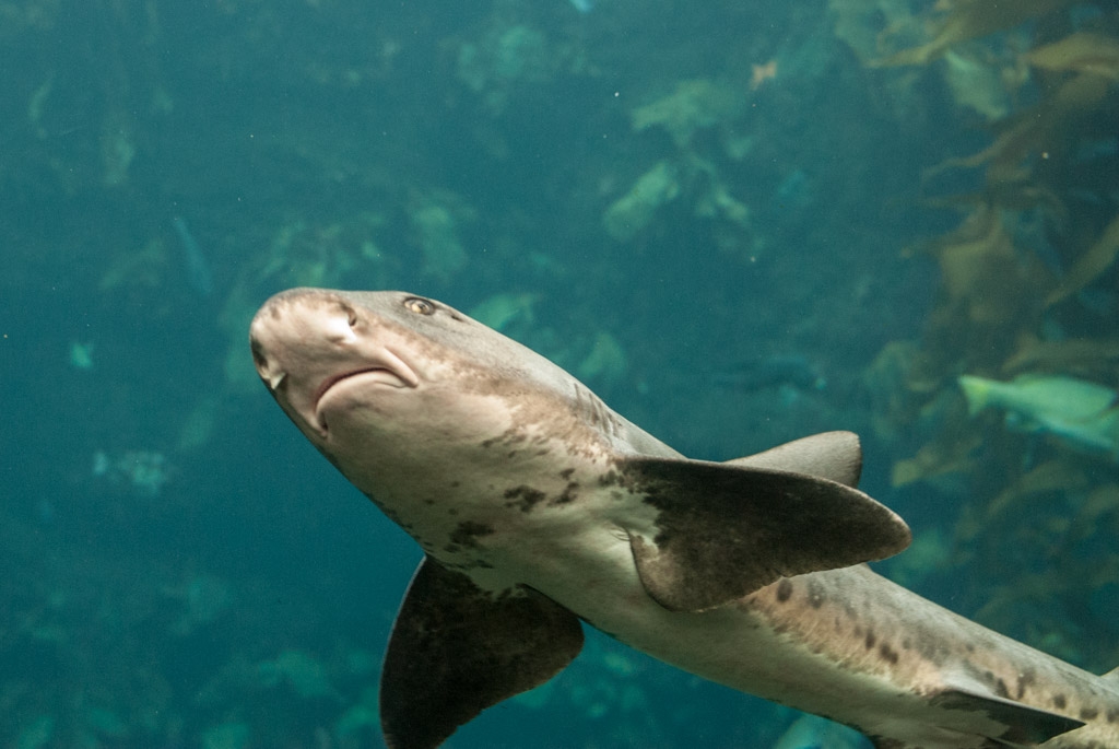 Monterey Bay Aquarium, California photograph. Shark at Monterey Bay Aquarium