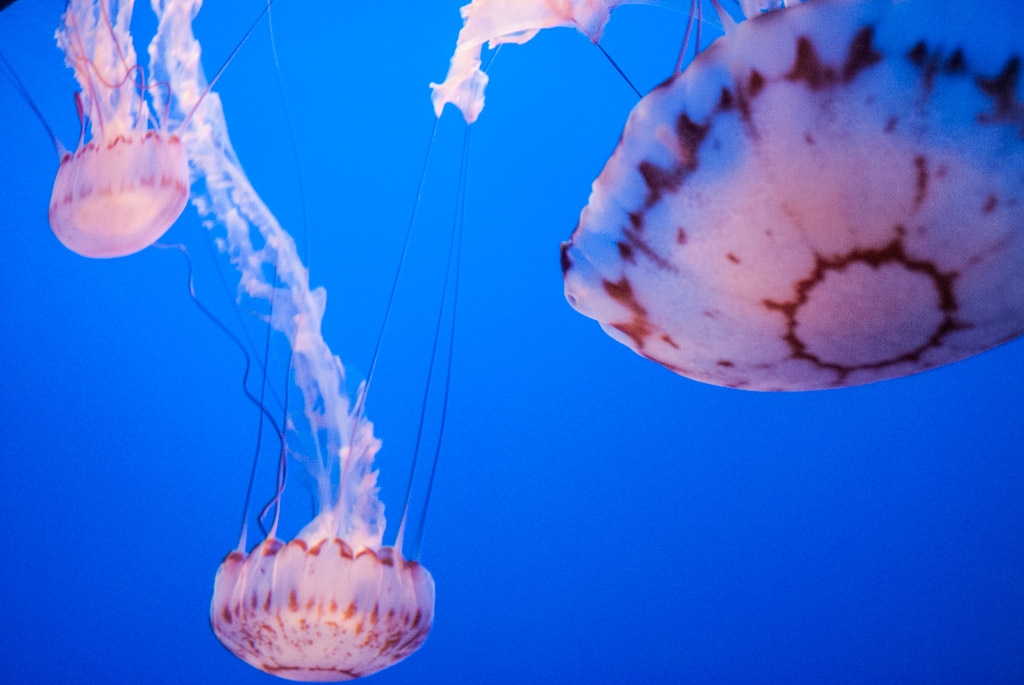 Monterey Bay Aquarium, California photograph. Jellyfish at Monterey Bay Aquarium