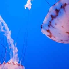 Three orange jellyfish