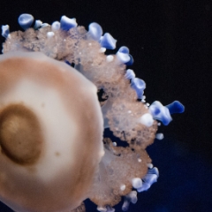 Monterey Bay Aquarium, California