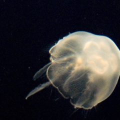 Jellyfish