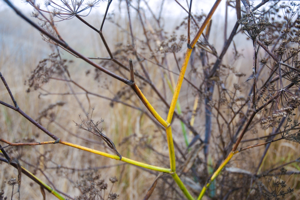 Bay Area Shoreline, California photograph. 