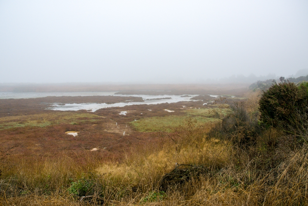 Bay Area Shoreline, California photograph. 