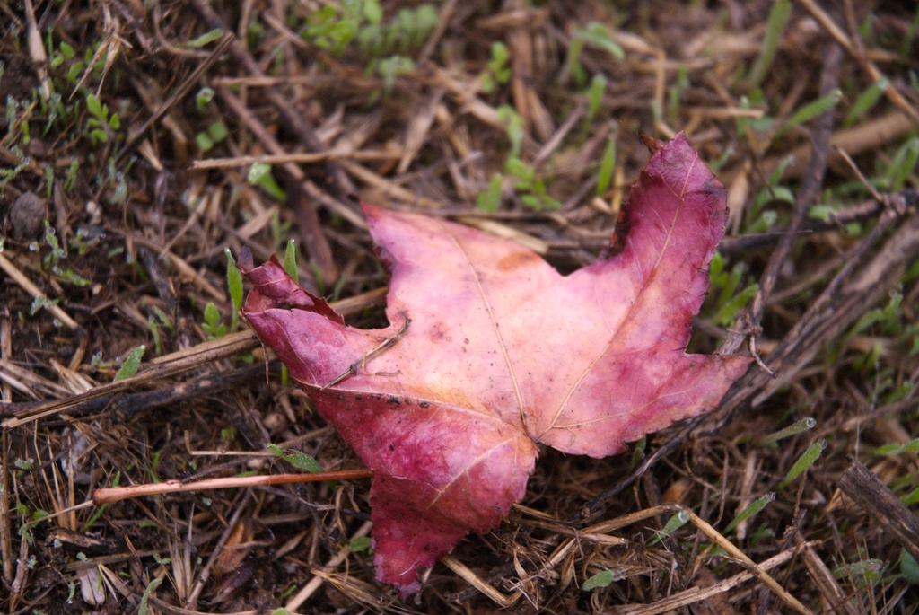 Bay Area Shoreline, California photograph. 
