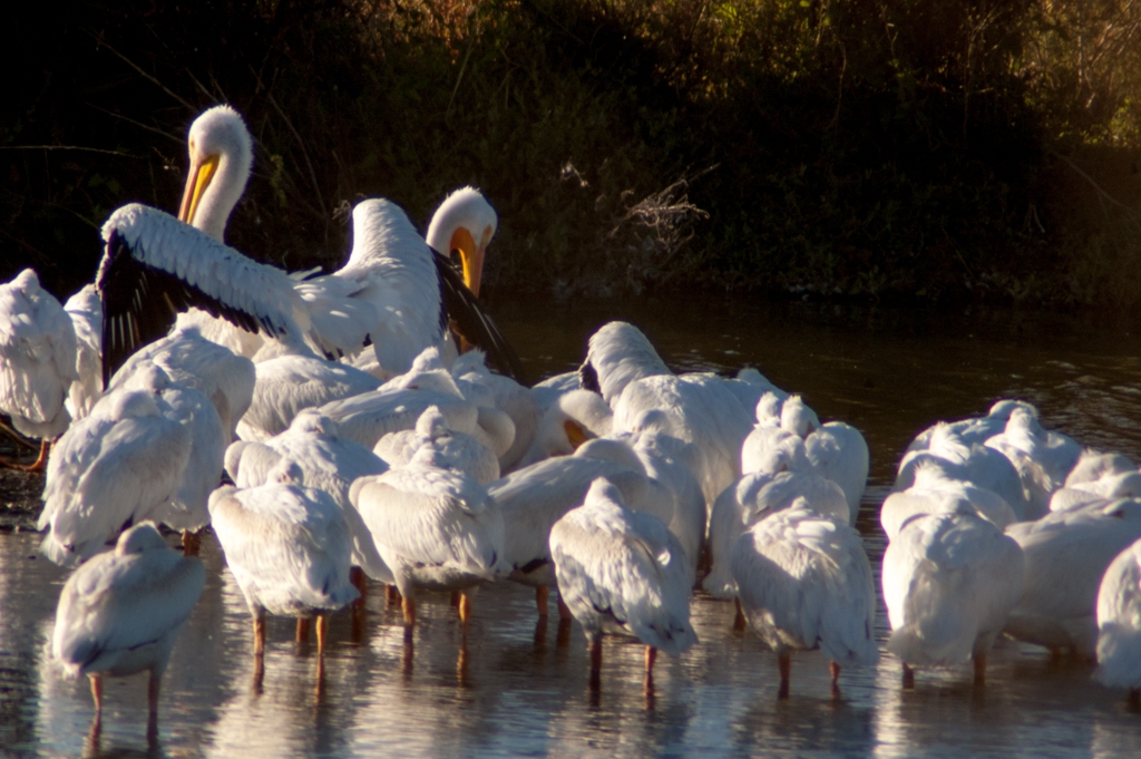 Bay Area Shoreline, California photograph. 