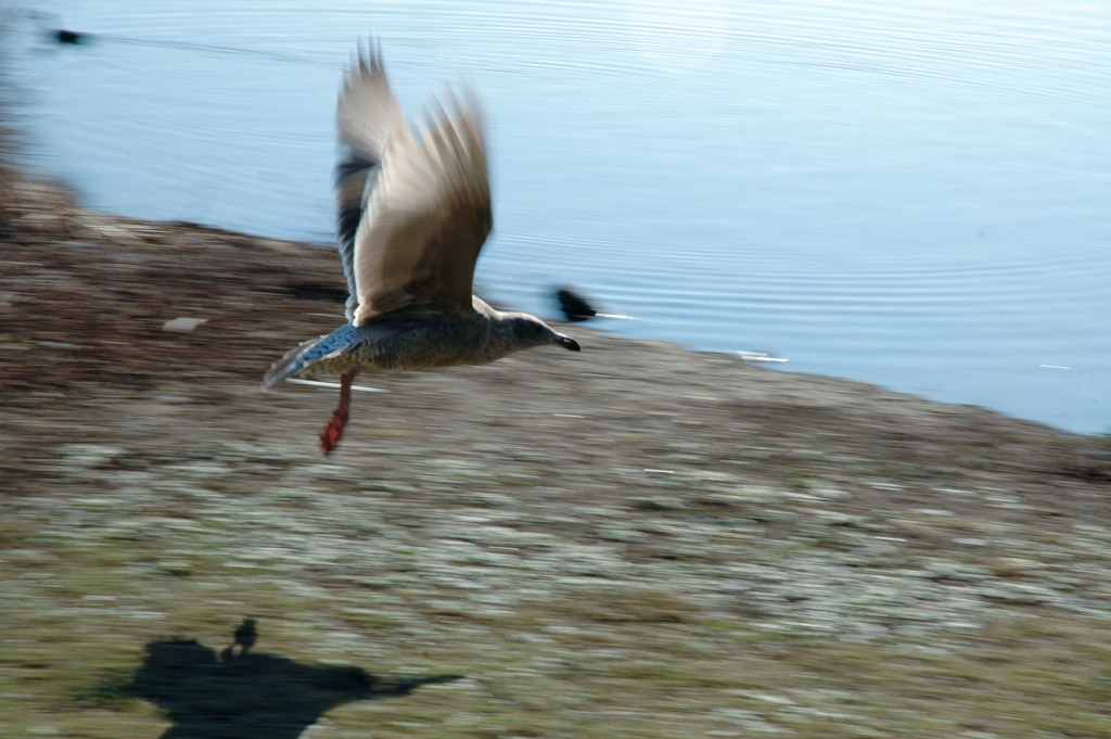 Bay Area Shoreline, California photograph. 