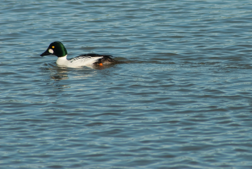 Bay Area Shoreline, California photograph. 