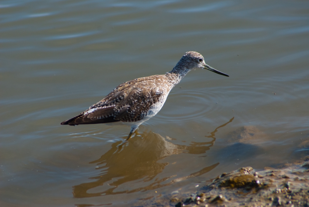Bay Area Shoreline, California photograph. 