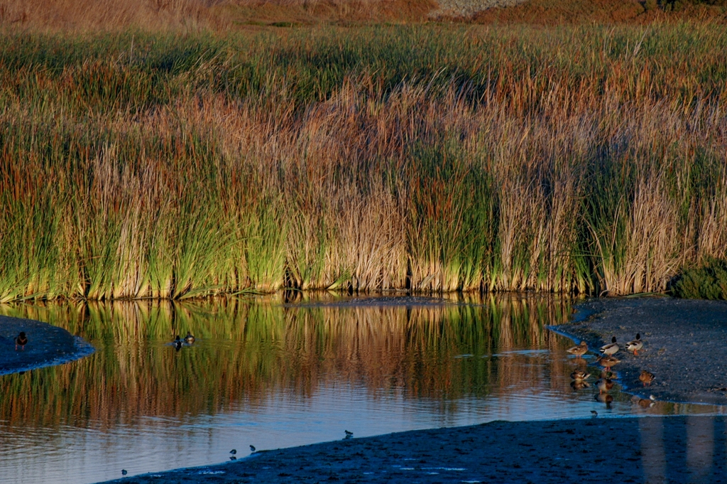 Bay Area Shoreline, California photograph. 