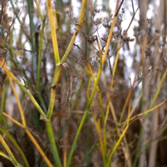Colorful twigs at the shoreline