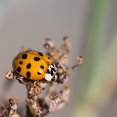 Ladybug