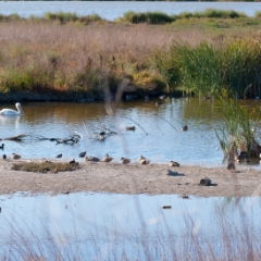 Pelicans at the shoreline