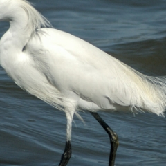 Snowy Egret