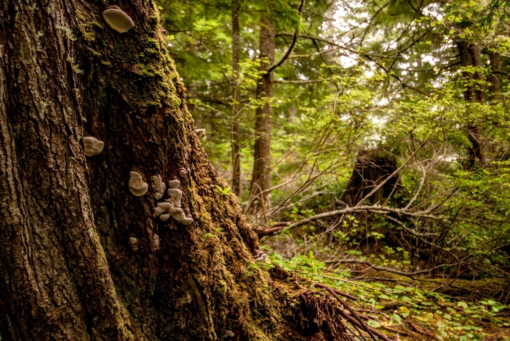 Olympic National Park photograph. 