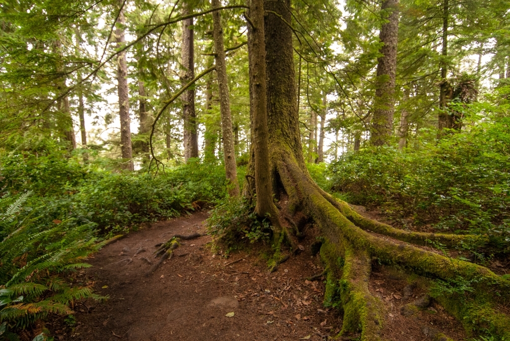 Olympic National Park photograph. 