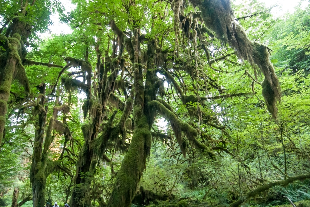 Olympic National Park photograph. 